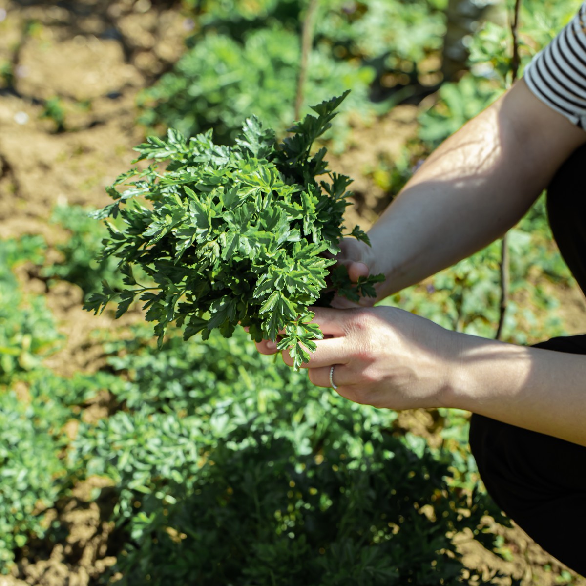 Cultivo Orgánico